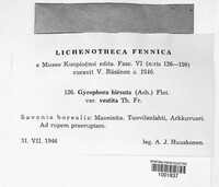 Umbilicaria hirsuta image